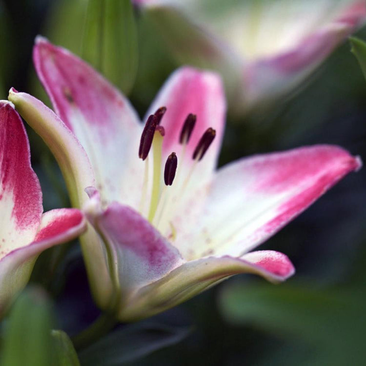 A single blossom of the Asiatic lily variety Lollypop, showing the upward-facing flower's white petals with hot pink tips.