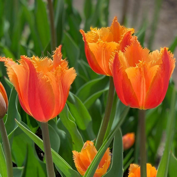 Three Lambada fringed tulips in a garden showing red-orange petals with golden yellow fringed edges.