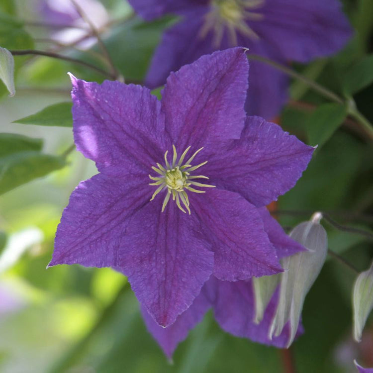 Clematis Standard Ramona