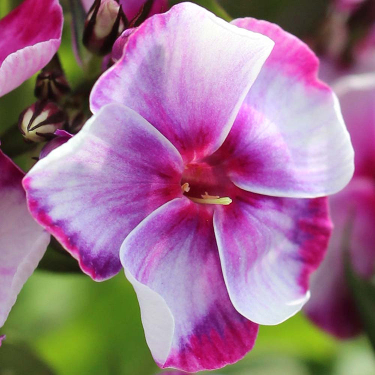 Phlox Paniculata Neon Flare Blue