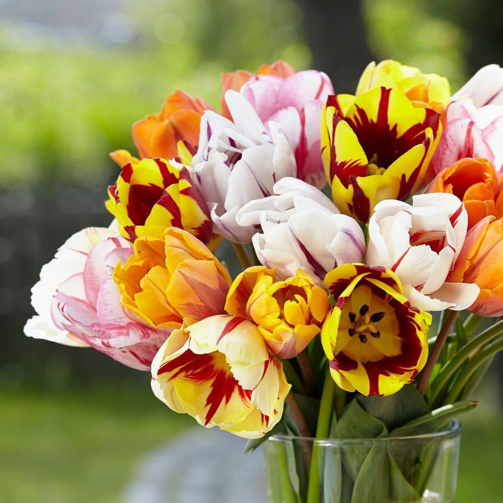 Tulip Assorted Rembrandt Mix - 20 bulbs - Longfield Gardens
