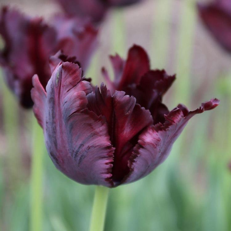 Tulip Black Parrot
