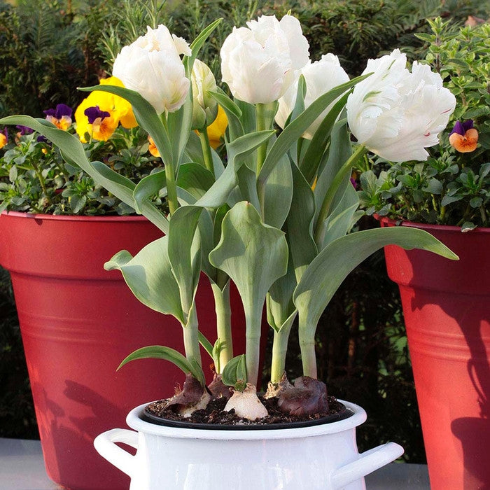 A container planting on a patio featuring a pot of White Parrot tulips.