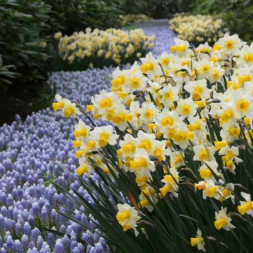 A mass planting of white and yellow daffodil Golden Echo growing beside a river of pale blue muscari at Holland's Keukenhof Garden.