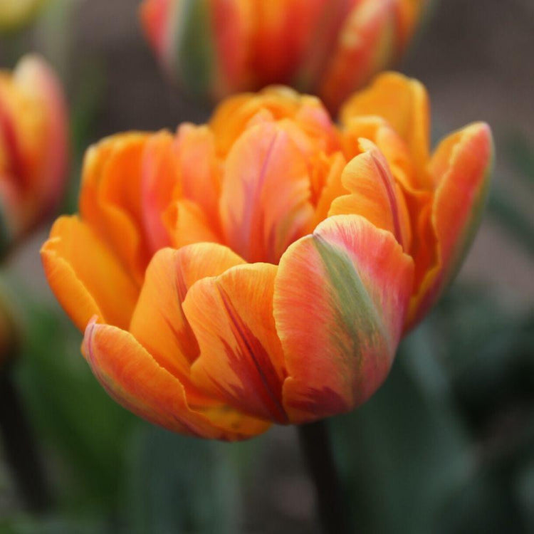 Tulip Double Late Orange Princess