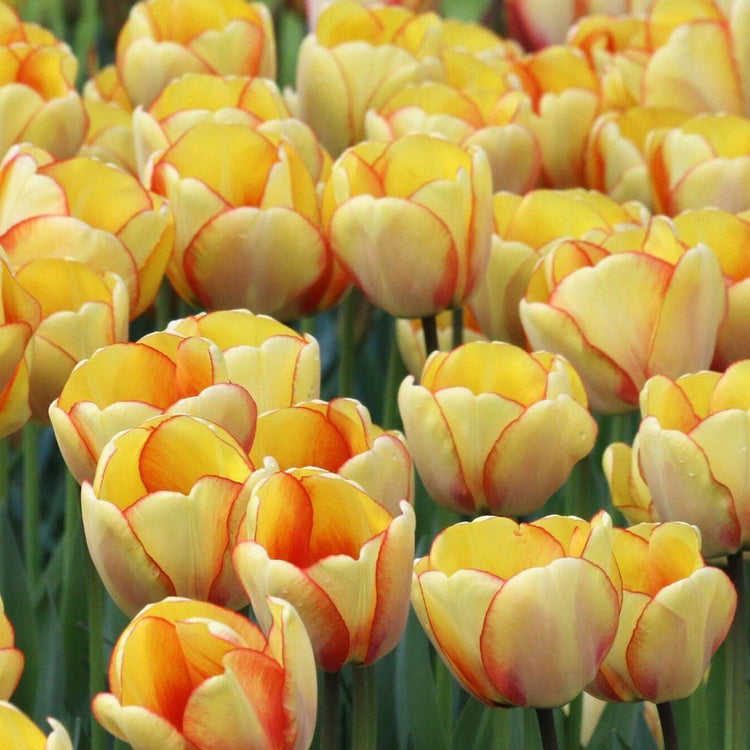 Large planting of Darwin hybrid tulip Beauty of Spring showing flowers with large yellow petals and red edges
