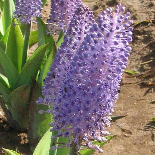 The exotic, amethyst-blue flowers of scilla maderiensis can be grown in a pot indoors or in a sheltered place outdoors.