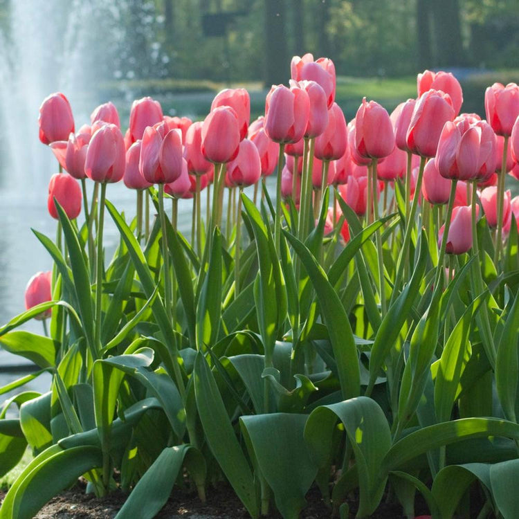 Group of light pink Darwin hybrid Pink Impression tulips in garden setting near lake and fountain.