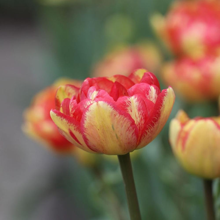 Side view of double late tulip Sundowner showing bright yellow petals with red edges and stippling.