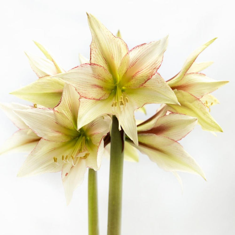 The ivory, lime and coral pink flowers of amaryllis Magic Green displayed against a white background.