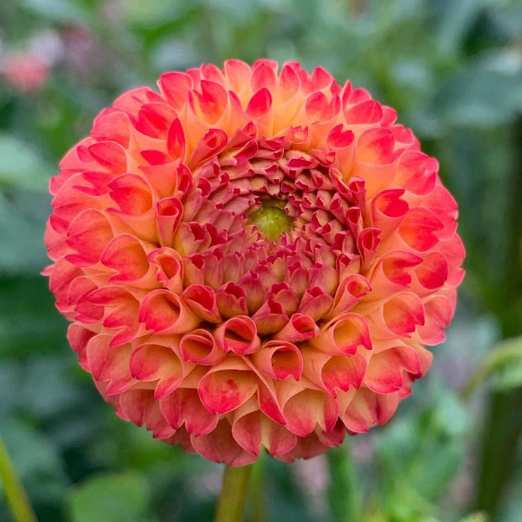 Close up photo of the ball dahlia Mirella, featuring one newly-opened blossom with tightly rolled petals.