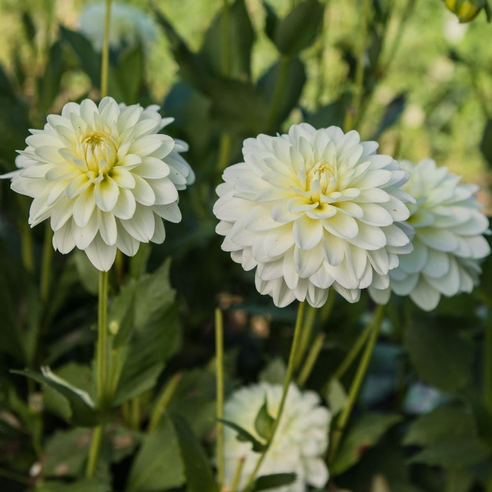 white water lily dahlia Dahlia Waterlily White Onesta - 2 tuber clumps