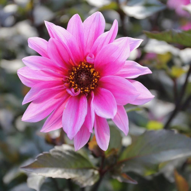 A single blossom of peony-flowered dahlia Fascination, showing how the flower's flamingo pink color is complemented by the plant's dark, blue-black foliage.