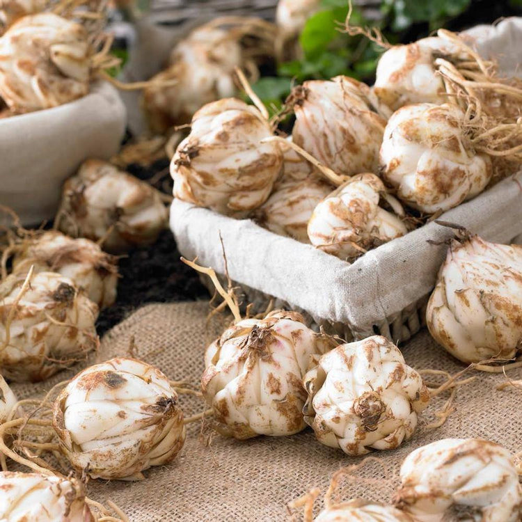 Dozens of lily bulbs on a tabletop ready for planting in a perennial garden.