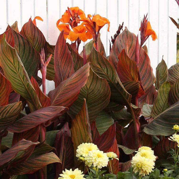 Canna Tall Tropicanna