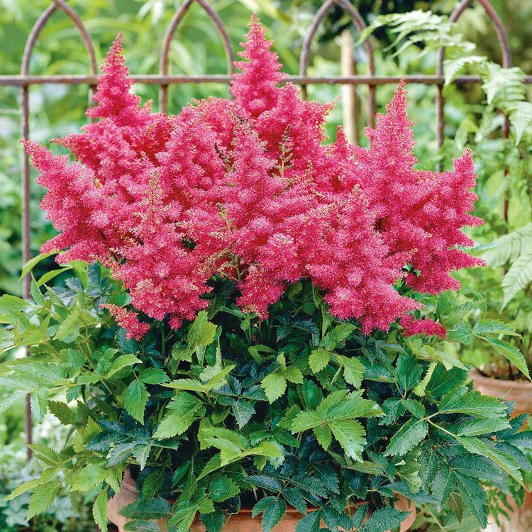 Astilbe Chinensis Drum and Bass