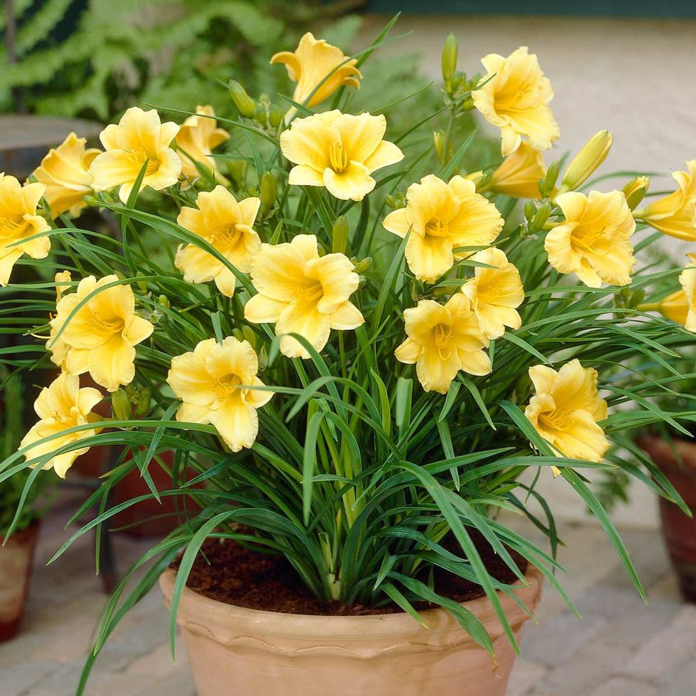 Hemerocallis Rebloomer Stella de Oro - 3 bare roots - Longfield