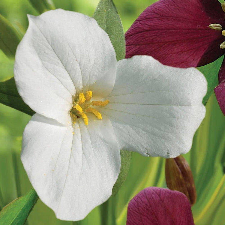 Trillium Grandiflorum White