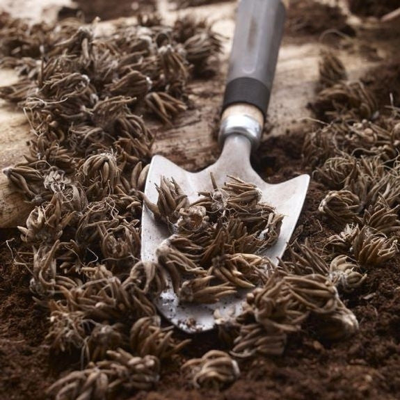 A large number of ranunculus corms on a rustic wooden table with a garden trowel, ready for planting in spring or fall.