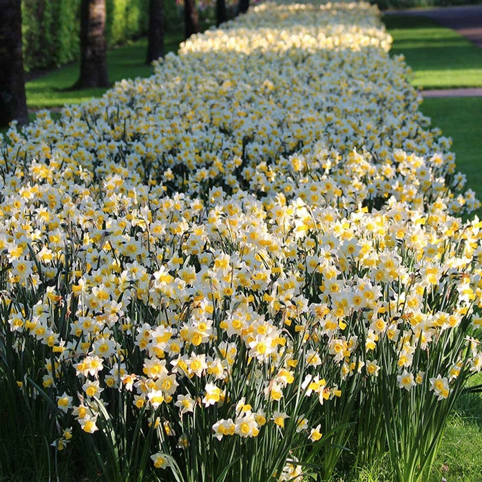 A mass planting of daffodil Golden Echo, showing thousands of flowers in bloom.
