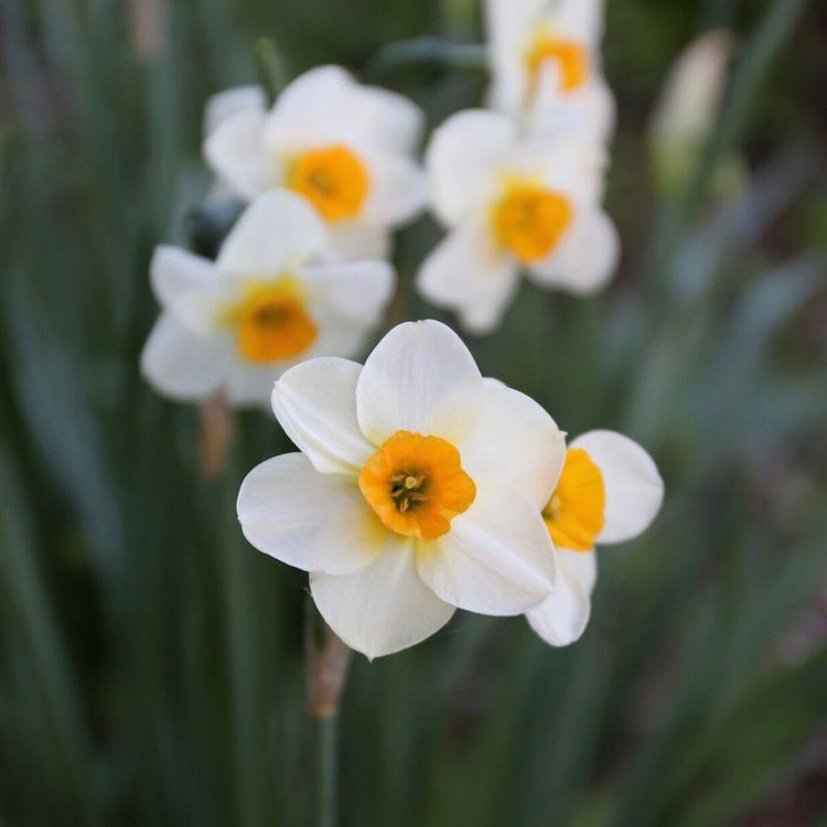 Close up of Jonquilla narcissus Beautiful Eyes, revealing this fragrant daffodil's pure white petals and small orange cup and two or more flowers per stem
