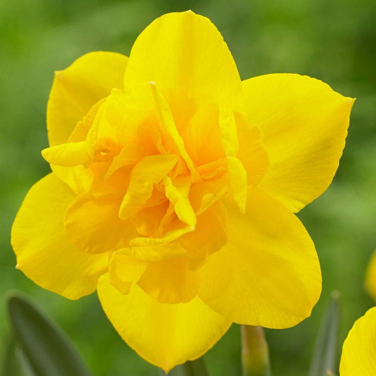 A single blossom of the double daffodil Double Smiles, showing the flower's golden yellow petals and orange ruffles.