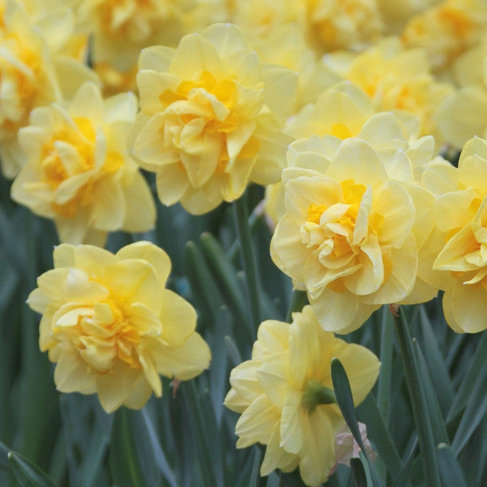 Side view of double daffodil Sherborne, showing multiple blossoms with layers of lemon yellow and deeper yellow petals.