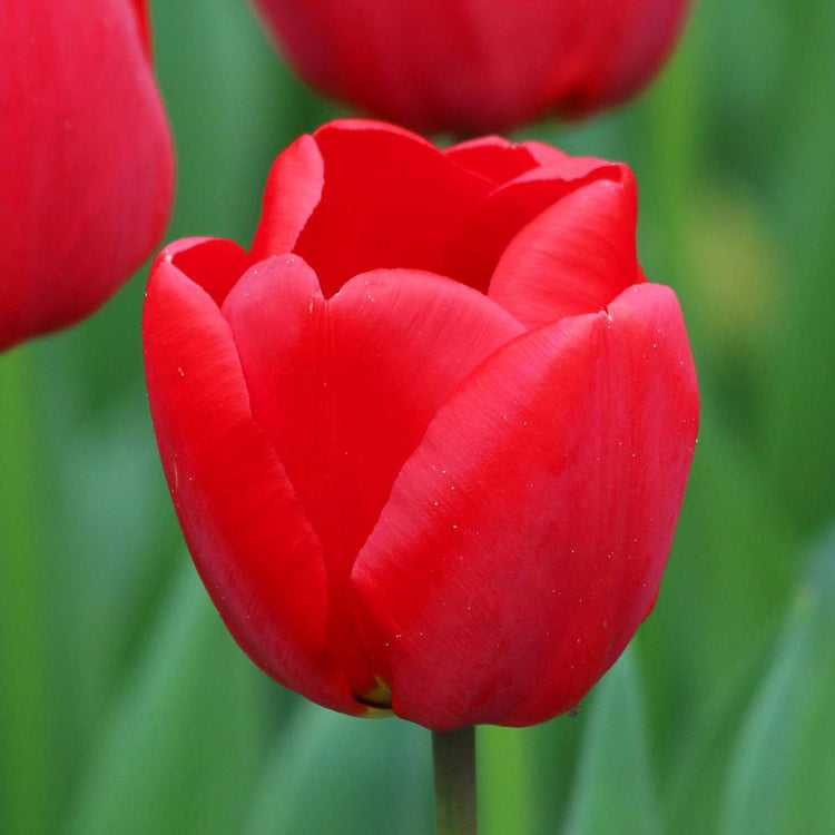 Tulip Darwin Hybrid Comeback