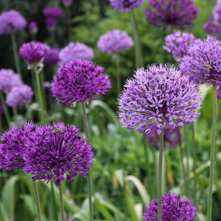 The flowers of Allium Purple Sensation in a late spring flower garden, showing the globe-like flower heads in various shades of purple.
