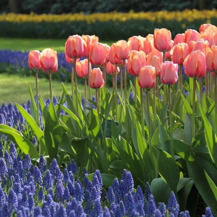 Large planting of Darwin hybrid tulip Apricot Impression in garden paired with grape hyacinths.