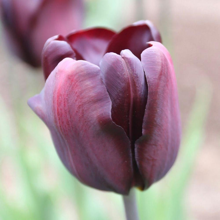 Close up of Triumph tulip Continental, showing the flower's dark, wine-red petals with unusual blue-black shading.