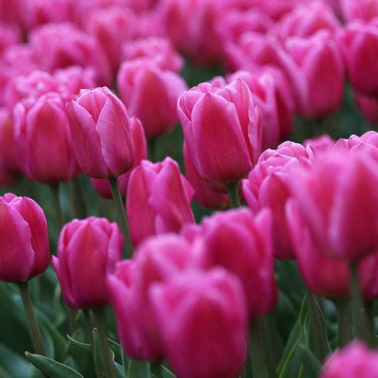 Tulip Triumph Involve