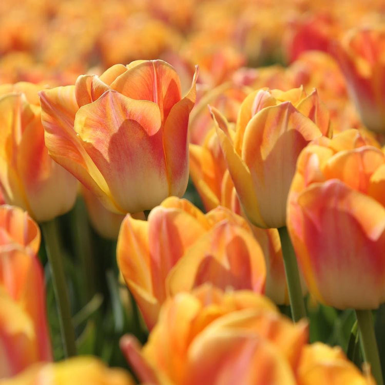 A mass planting of Salmon Dynasty Triumph tulips glowing on a sunny day, showing mature flowers with petals in hues of orange, rose, cream and yellow.