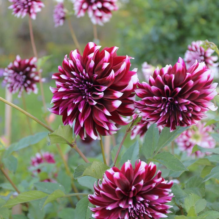 Dinnerplate dahlia Contraste in a garden setting with multiple blossoms displaying frilly burgundy petals with contrasting white tips.