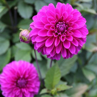 Two blossoms of the decorative dahlia Cartouche, showing this variety's rich, jewel tone colors of raspberry and grape.