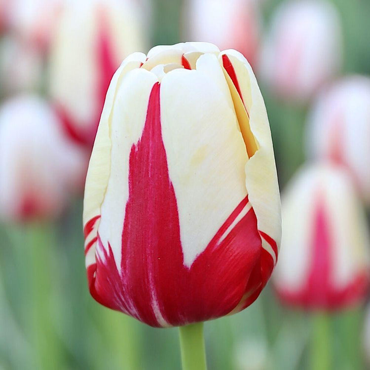 Side view of a single Happy Generation Triumph tulip displaying its distinctive white petals with bold red stripes and flares.