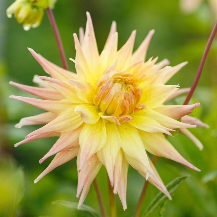 A newly opened flower of the dinnerplate dahlia Penhill Autumn Shades, showing the blossom's quilled petals and pale yellow and peach colors.