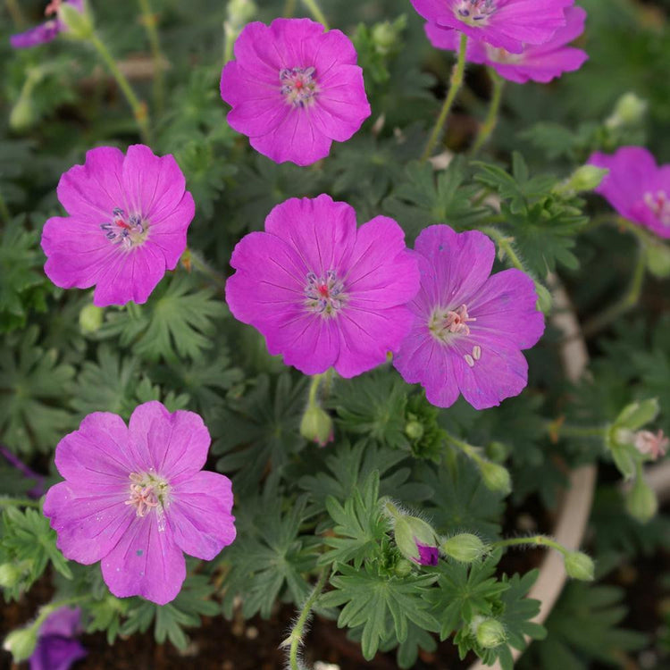 Geranium Sanguineum Max Frei