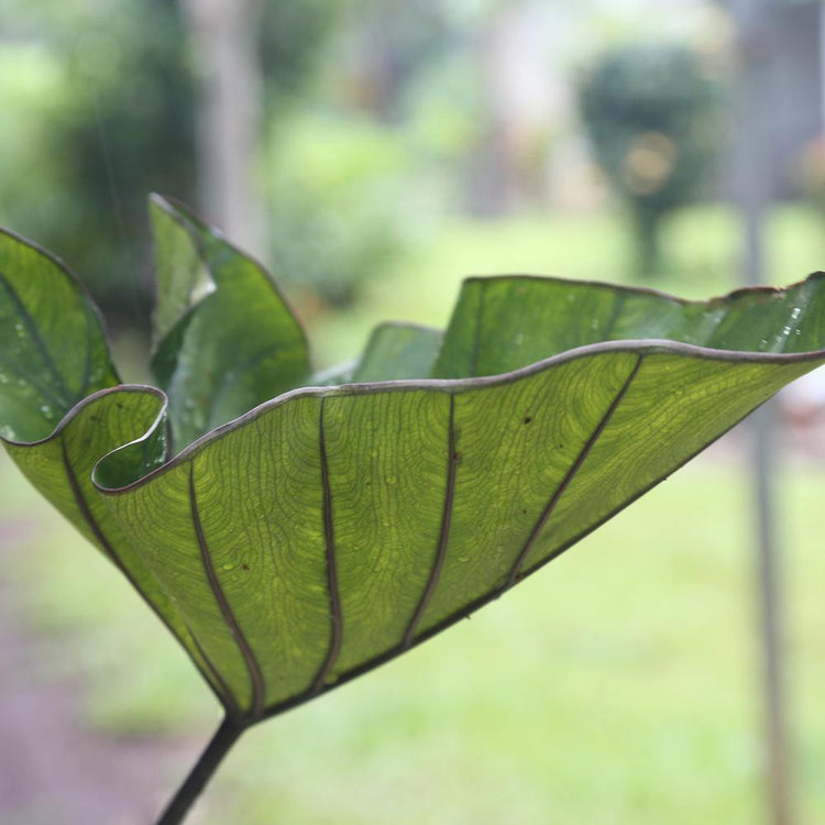 Side view of the leaf of colocasia elephant ears Tea Cup, a decorative foliage plant for home gardens or containers.