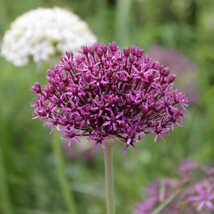 The burgundy and maroon flower of allium purpureum in an early summer flower garden.