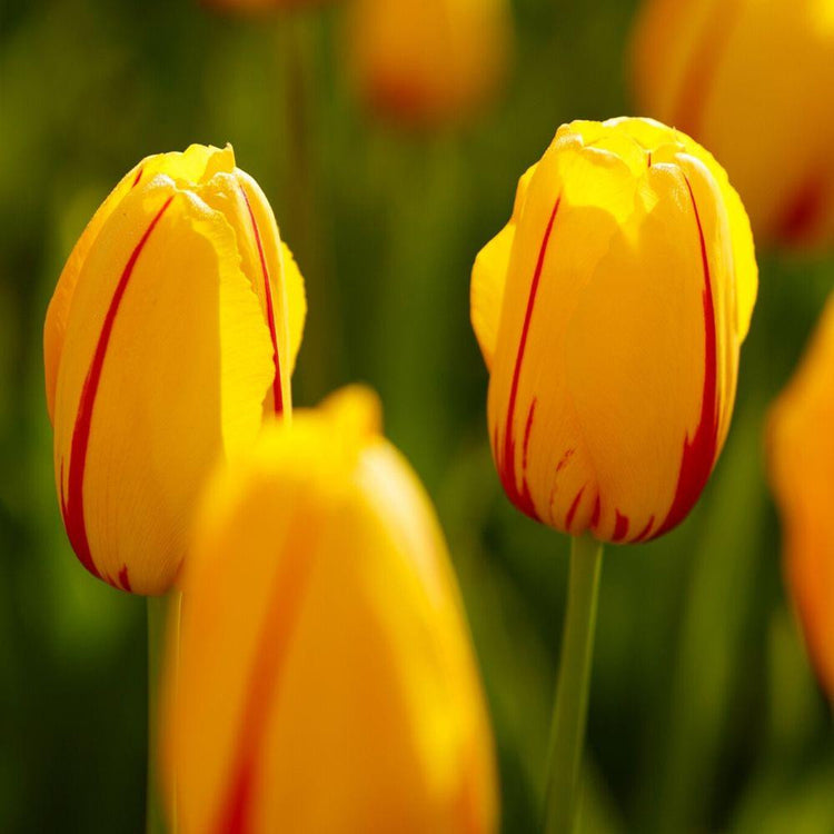Single late tulip La Courtine in a sunny spring garden showing large, bright yellow flowers with red stripes.