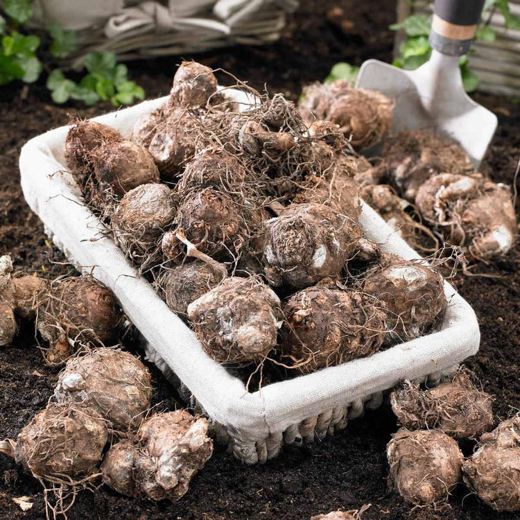 Caladium tubers ready for spring planting in a shady home garden or landscape.