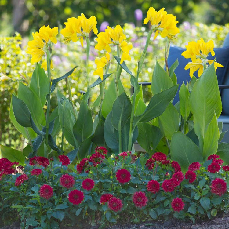 Canna Banana Punch displaying its bright yellow flowers in a home garden with red dahlias.