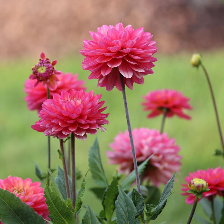 Side view of border dahlia Melody Pink Allegro in a flower garden, showing this variety's abundant flamingo pink flowers.