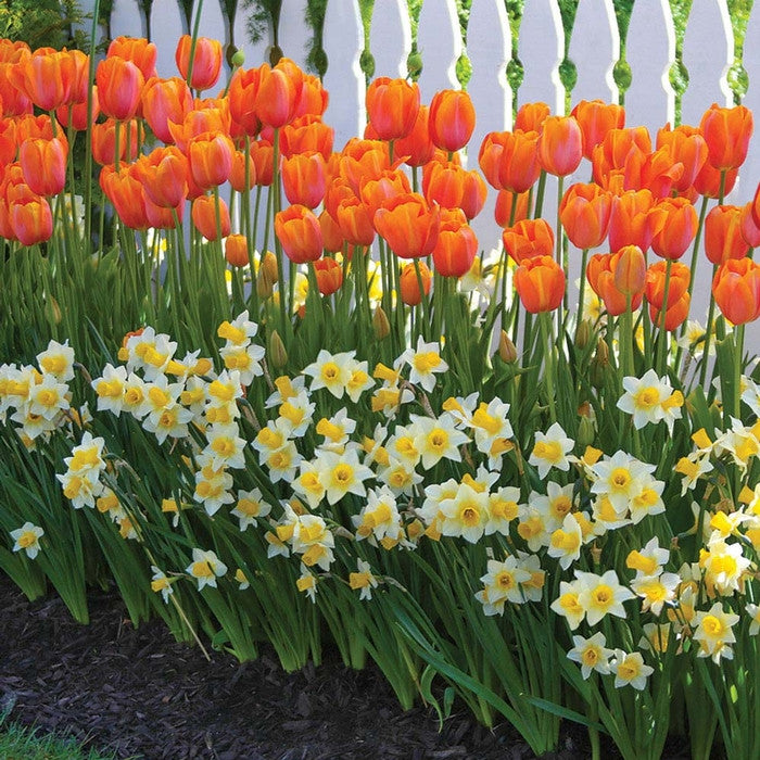 Spring flower garden planted in front of a white picket fence, featuring dozens of the orange and pink single late tulip Dordogne planted behind a row of Golden Echo daffodils.