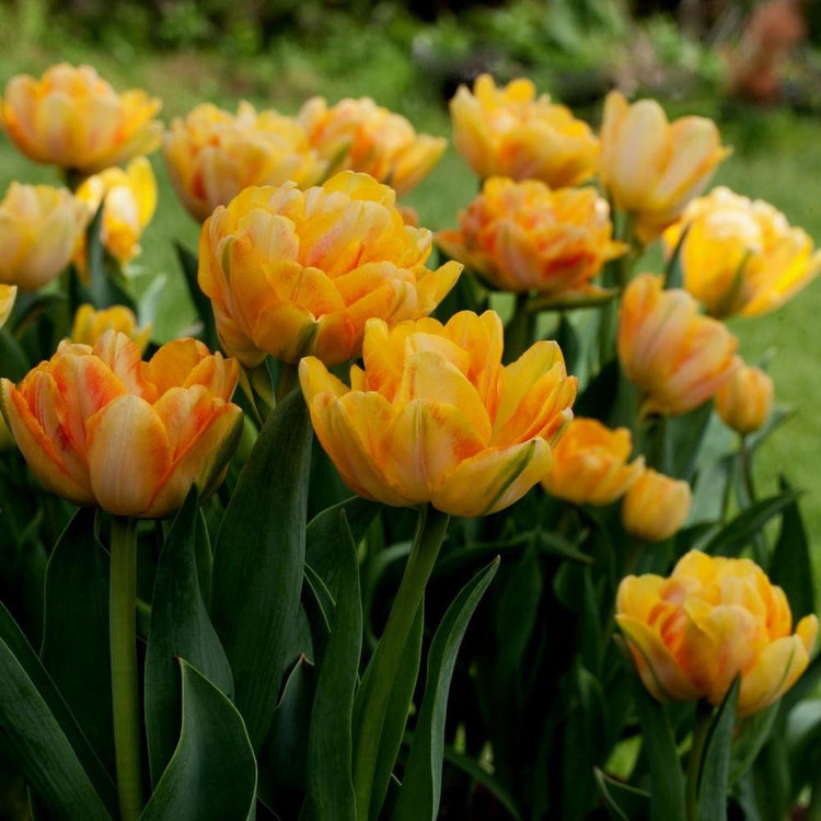 Group of Foxy Foxtrot golden yellow double early tulips with red markings on petals shown in a spring garden setting.