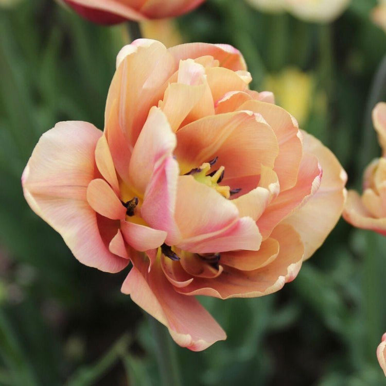 Double late tulip La Belle Epoque showing peach colored flower as it first opens.