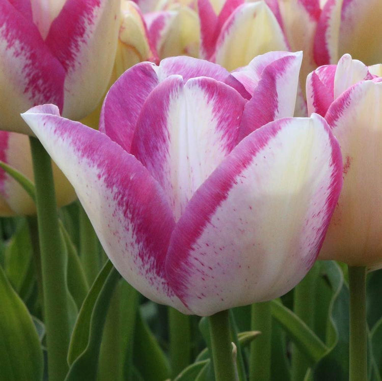 Side view of Triumph tulip Del Piero showing the bicolor flower's white and bright pink petals.