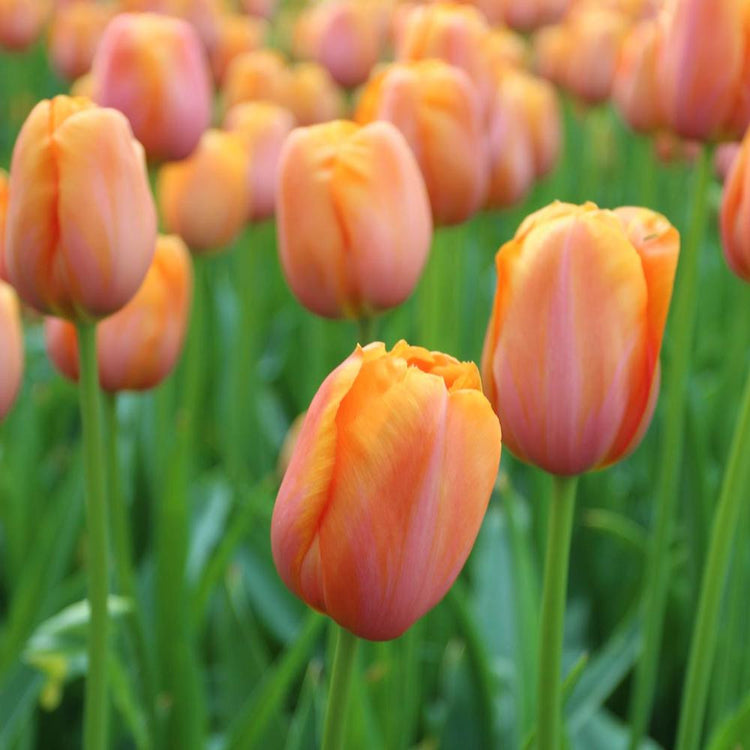A bed of orange and rose-pink Dordogne single late tulips blooming in a spring flower garden.