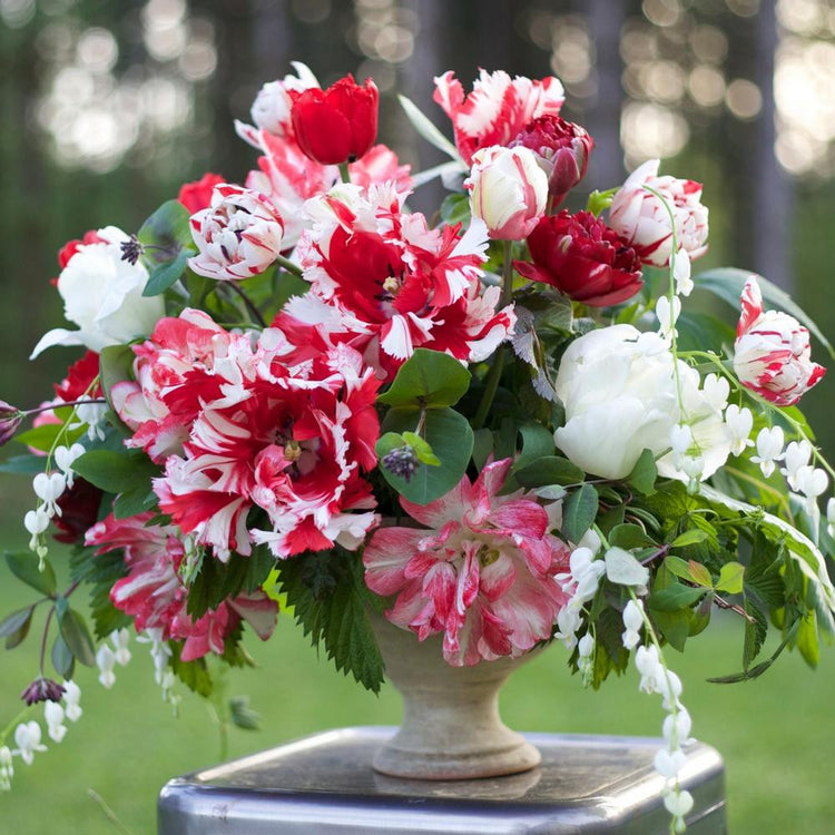 Flirty Fleurs Jubilee tulip collection in a vase, featuring red and white tulip varieties White Parrot, Carnaval De Nice, Bastogne, Midnight Magic, Estella Rijnveld, and Cartouche.